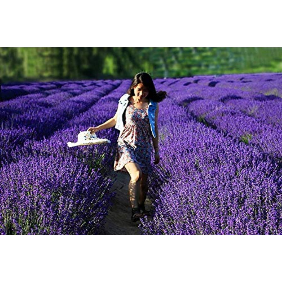 Lavender Sachet Bags, Natural  - Fragrance Home Decor のレビューと価格